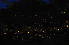 Passeio de barco com avistamento de vaga-lumes