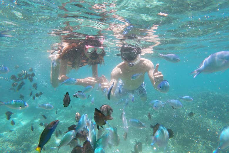 Vendo os peixes