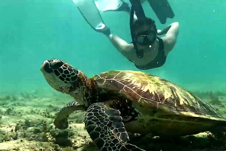 Look out for sea turtles