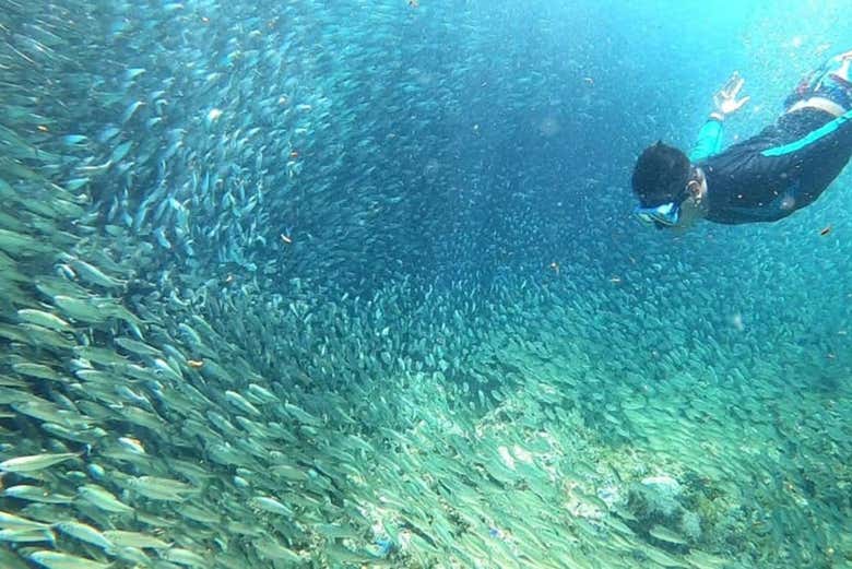 See the Sardine Run in Moalboal