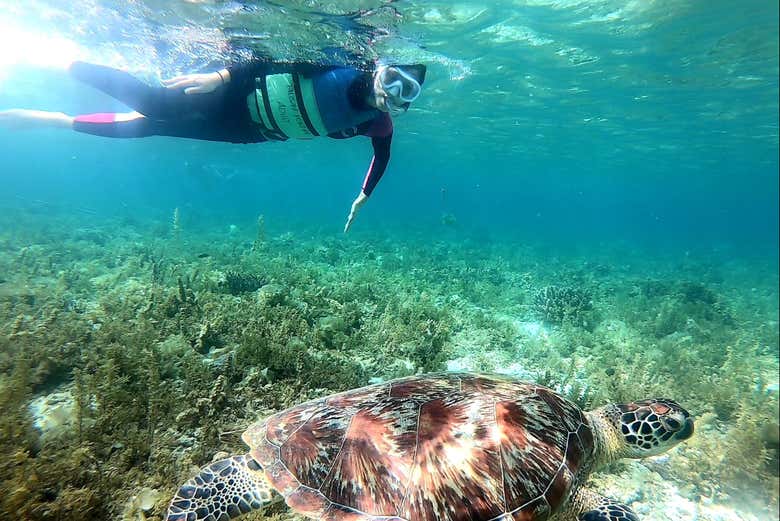 Snorkel next to sea turtles