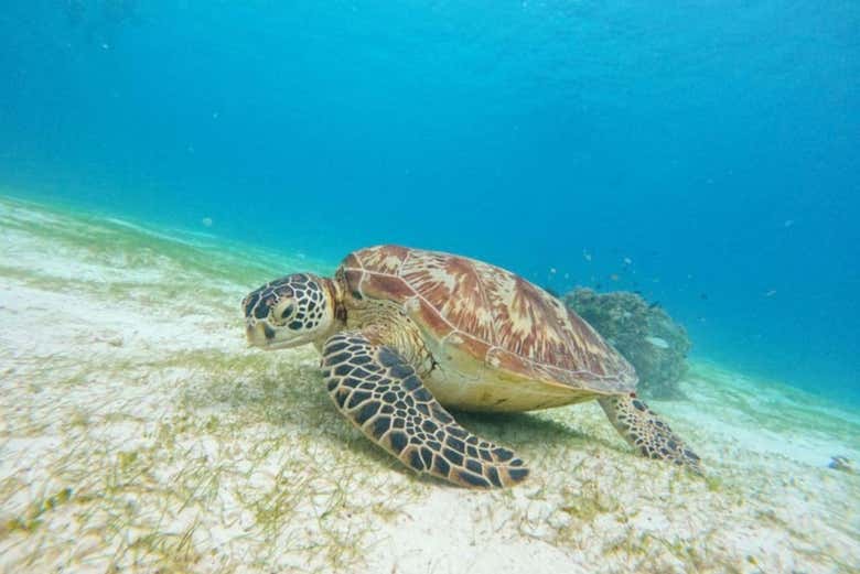 Spot marine fauna