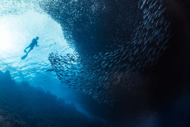 Snorkel con sardinas en Moalboal