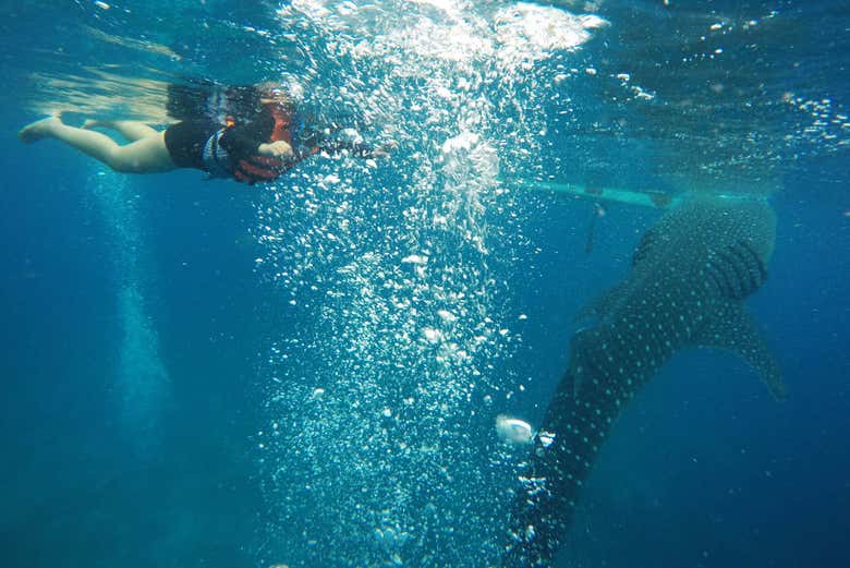 Snorkel con tiburones ballena