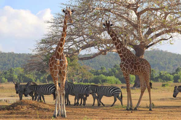 Calauit Safari Park & Coron Islands Tour