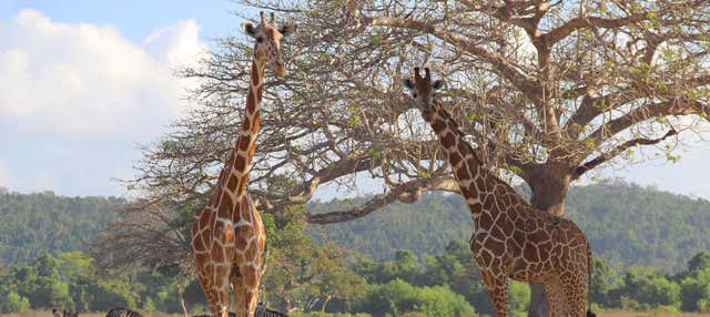 Calauit Safari Park + Visite de Coron