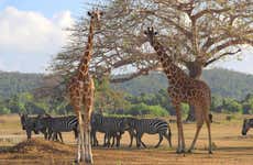 Calauit Safari Park + Tour por Corón