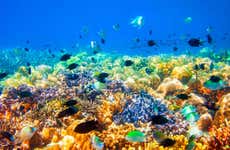 Escursione ai relitti e alla barriera corallina