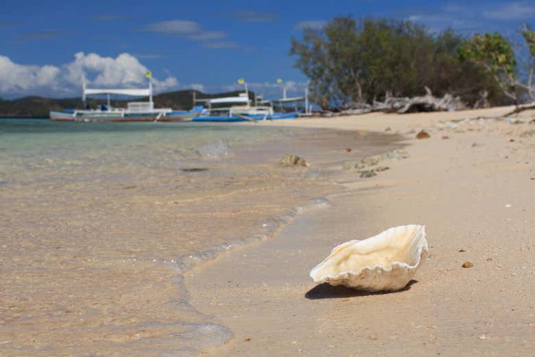 Almeja gigante en Banana Island