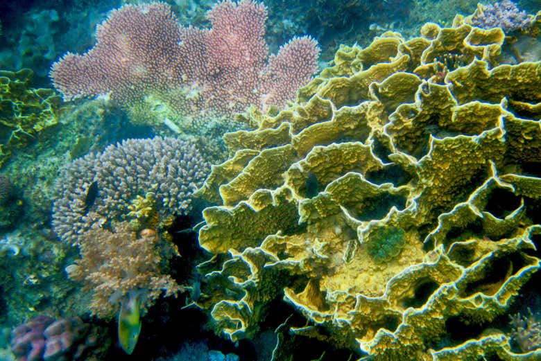 Corales en Siete Pecados