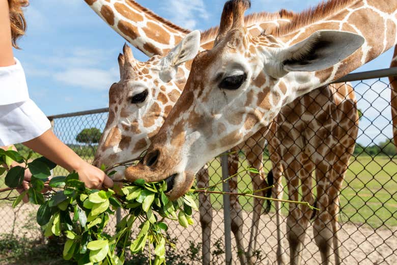 Feeding the giraffes Calauit Safari Park