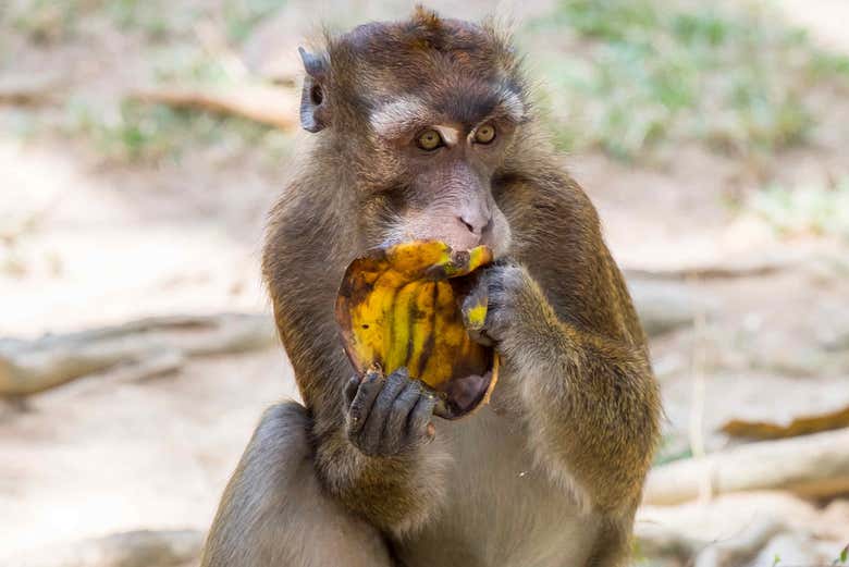 Mono en Calauit Safari Park