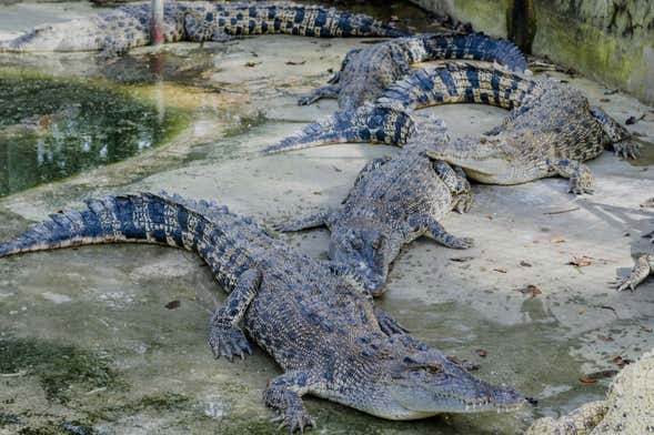 Excursión a Crocodile Park + Tribu K’Mindanawan