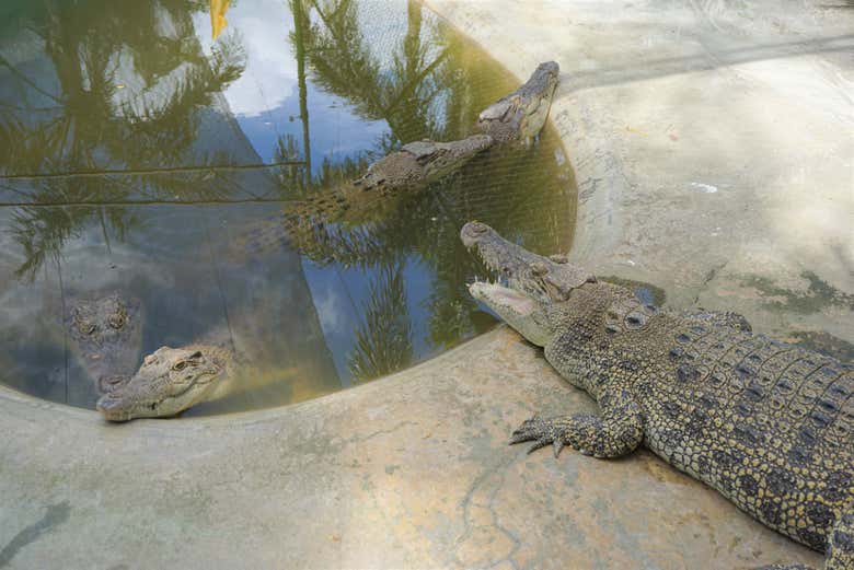 Crocodiles