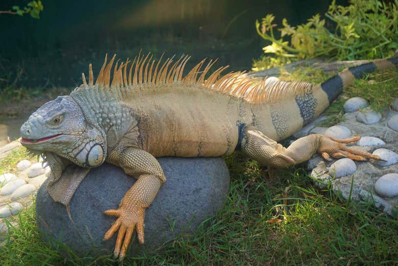 Iguana in Crocodile Park