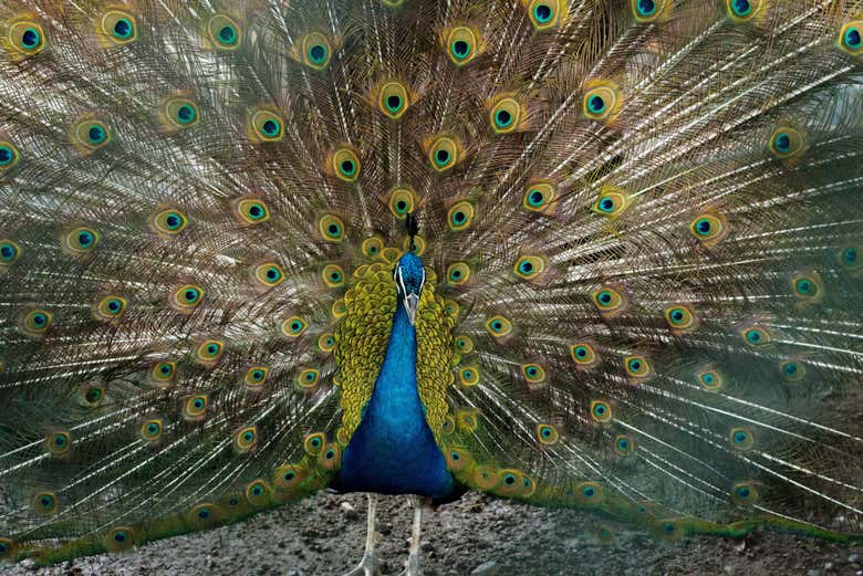 Pavo real en Crocodile Park