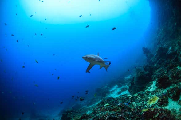 Immersione con squali volpe a Malapascua