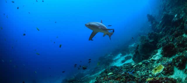 Buceo con tiburón zorro en Malapascua