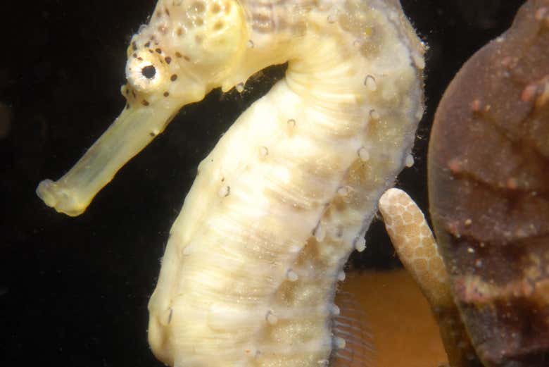 Seahorse
