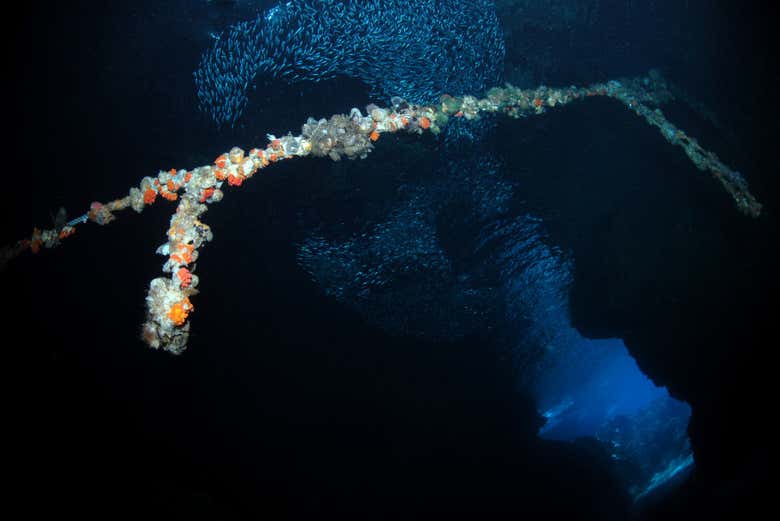 During the night dive