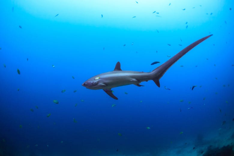 Tiburón zorro en Malapascua