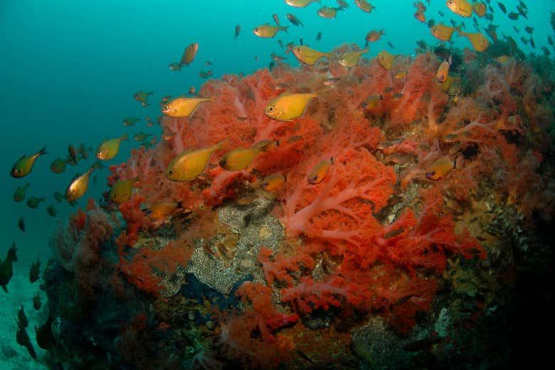 Discovering marine life
