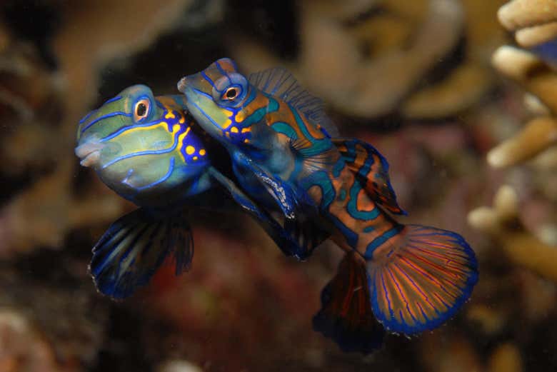 Discovering sea creatures