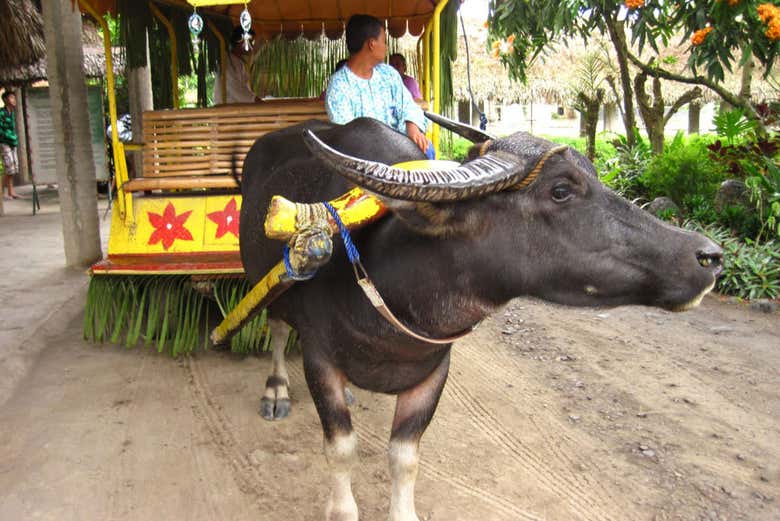 A Carabao buffalo