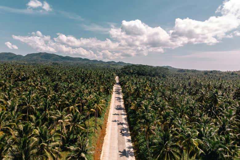 Plantaciones de coco en Siargao