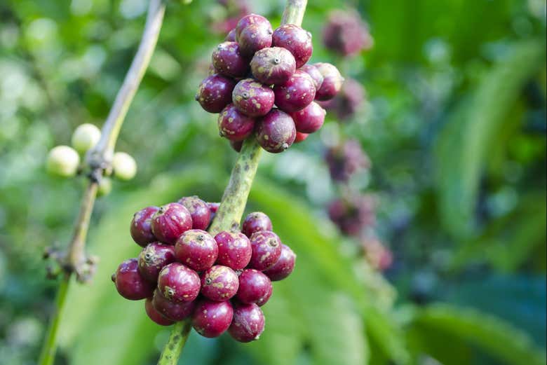 Visitando una plantación de café