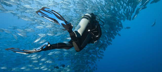 Scuba Diving in Moalboal - Book Online at Civitatis.com