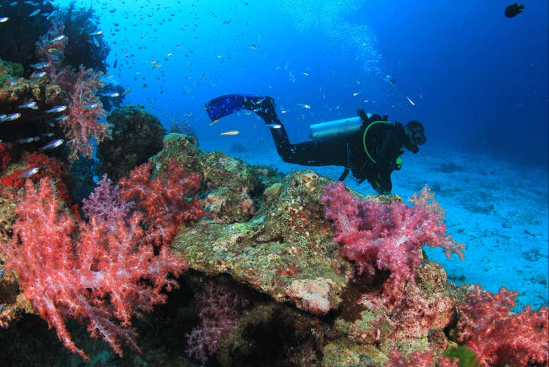During the open water scuba dives
