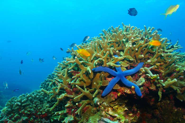 Blue starfish