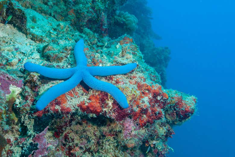 Blue starfish