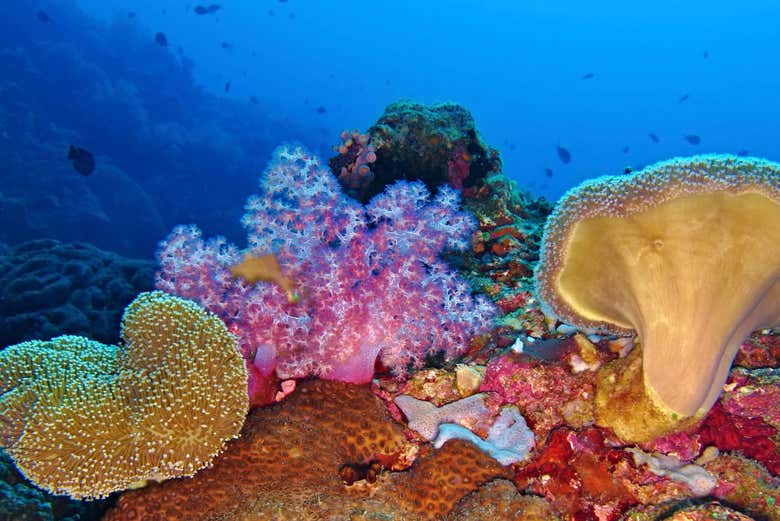 Arrecife de coral