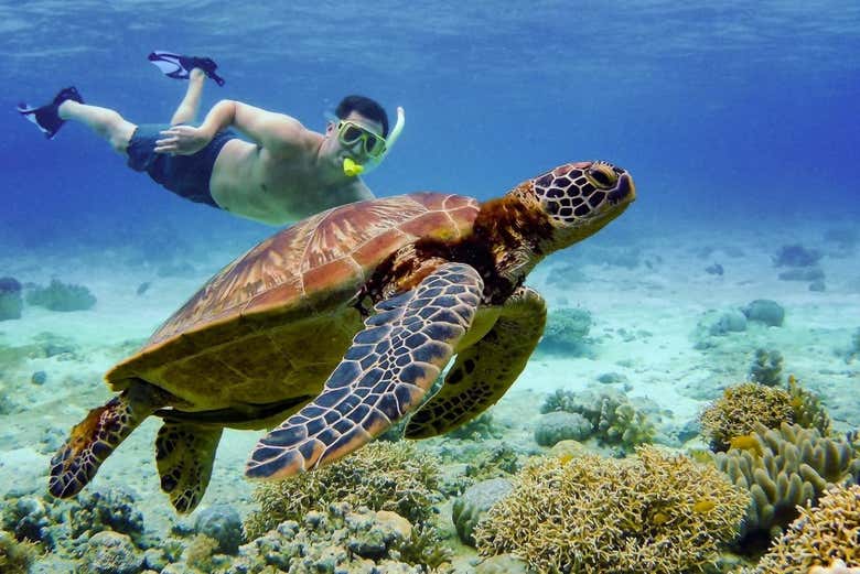 Snorkelling with sea turtles
