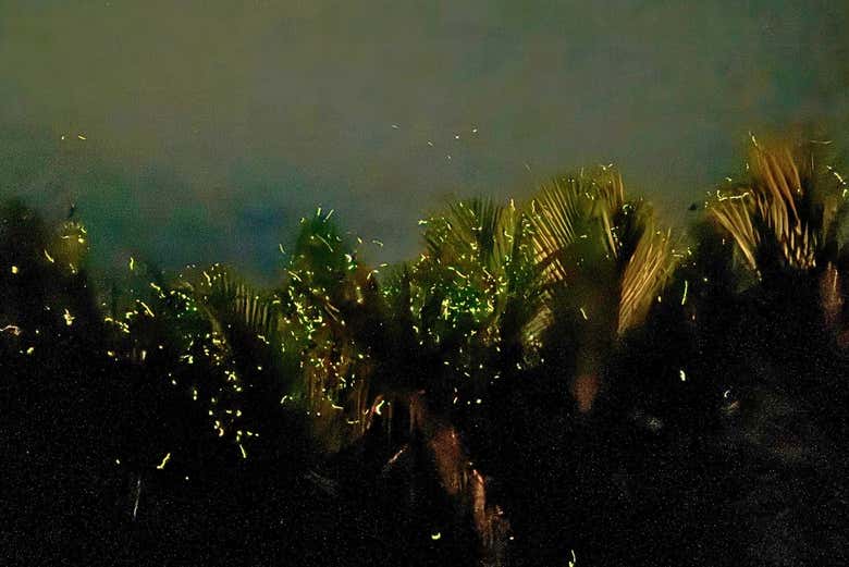 ¡Será una experiencia mágica!