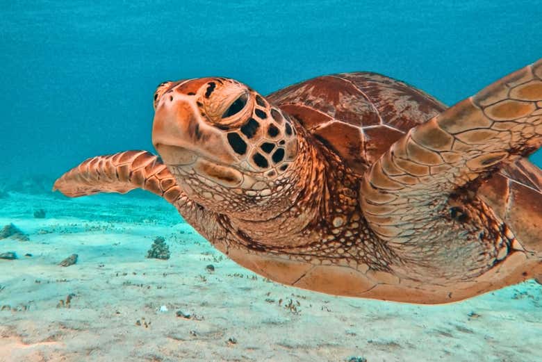 Una tortuga marina en Balicasag