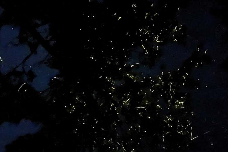 Pequeñas luciérnagas luminosas