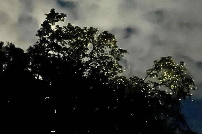 Luciérnagas volando entre los árboles