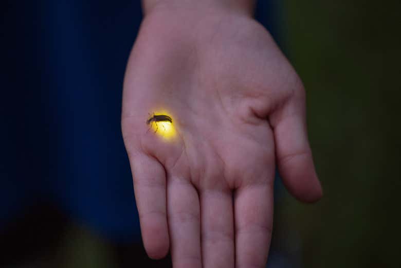 Una luciérnaga sobre una mano