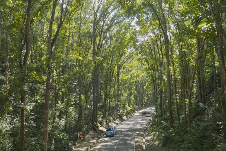 Paisajes repletos de vegetación de la zona