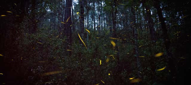 Paseo en barco con avistamiento de luciérnagas