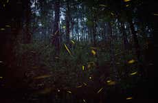 Paseo en barco con avistamiento de luciérnagas