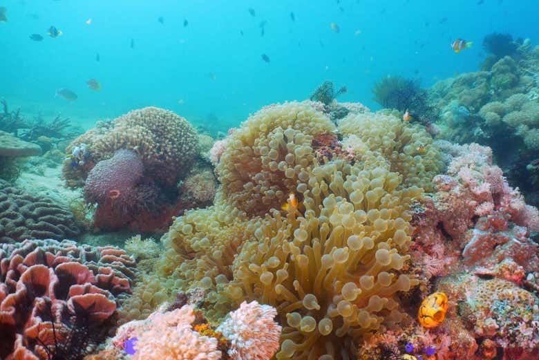 Aquarium Reef
