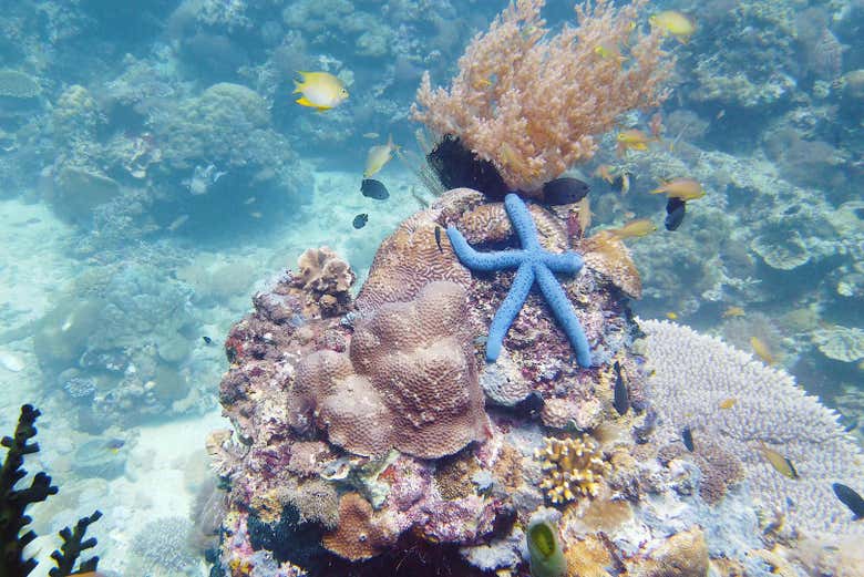 Estrella de mar azul