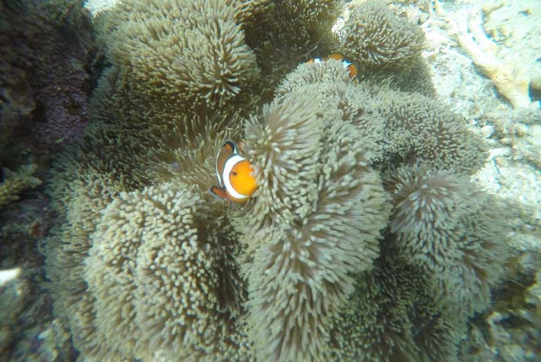 Un poisson clown