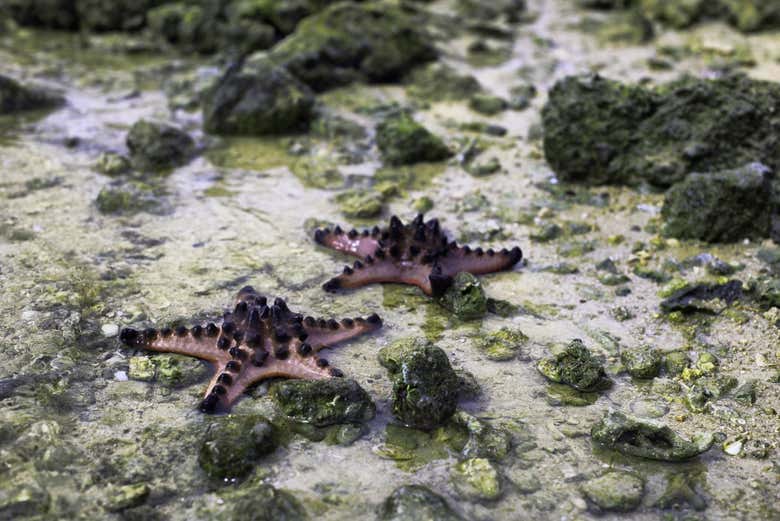 Starfish Island