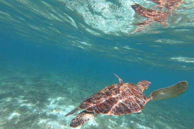 Tortugas marinas en Port Barton