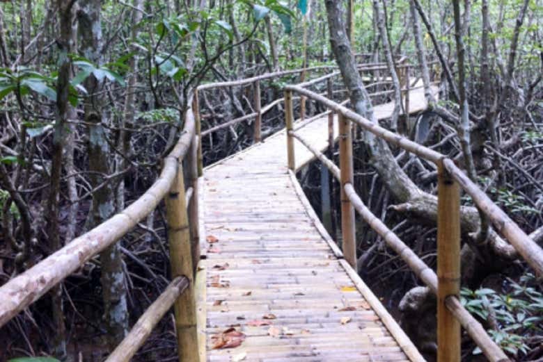 Baladez-vous entre les mangroves